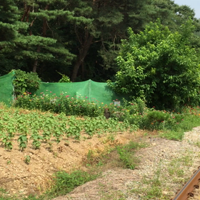 原州で夏の風景を楽しむの画像