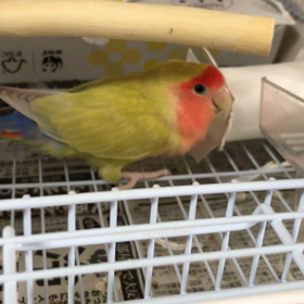 チェリー姐さんは今日も元気！！の画像