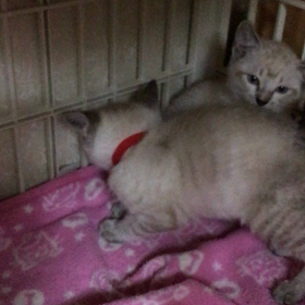 イトちゃんに 、ビビちゃん☺️の画像