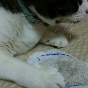 汚魚の画像