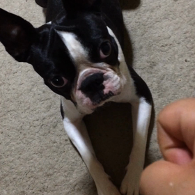 つづいてますの画像