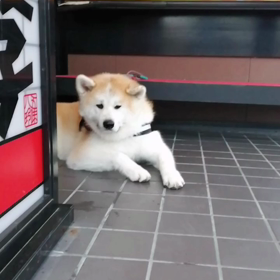 少し雨に降られてしまって、時々雨宿り。未来丸は休憩大好きだから大喜び❗とはいえ、結局は歩くのだかの画像
