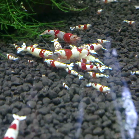 動画アップ!!!の画像