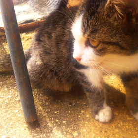 みーちゃん。うちの子猫。オス猫。の画像