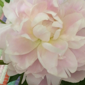 芍薬満開❣の画像