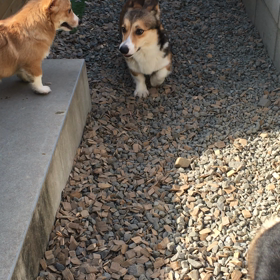 コーギーの画像