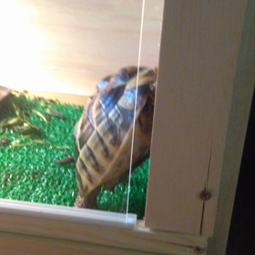 大脱走 完結編の画像