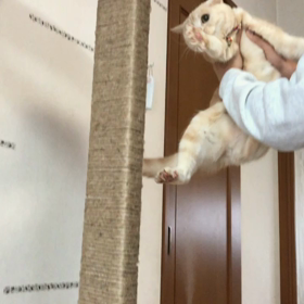 慌てる猫の動画♡の画像