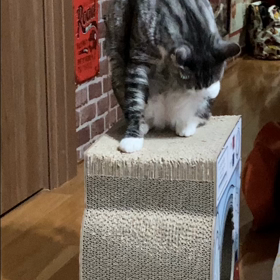 オリンピック応援の画像