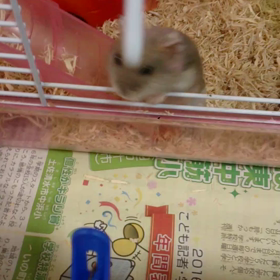 チョットはげちゃったポーの画像