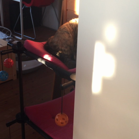 今日のおめざにゃんこ。の画像