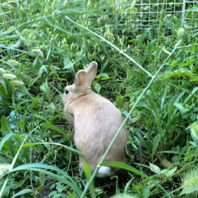 哀愁… (蝉)の画像