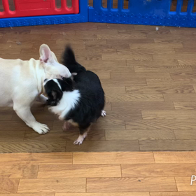 ロース君&モフちゃんのお遊びの画像