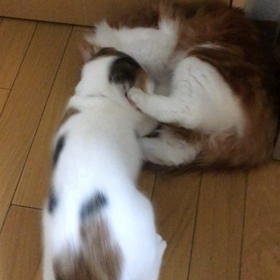 喧嘩？遊び？の画像