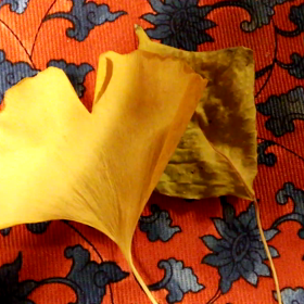 懐かしい「枯葉」の画像