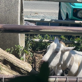 お昼寝うとうとの画像