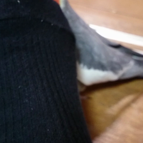 やってみたの画像