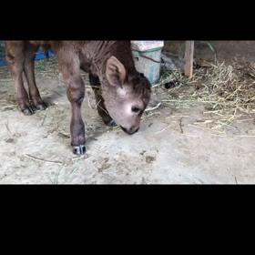 違う生き物にでも⁉︎の画像