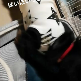 一生懸命ですの画像