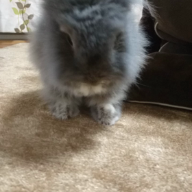 シンバ動画特集の画像