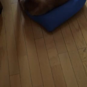 悲しい記念日、ジム、牽引、勇気がない！チップとデール字幕付き動画の画像