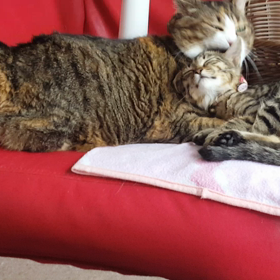 あっついねの画像