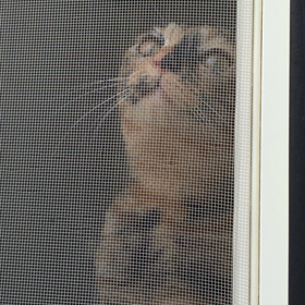 ワタチも行きた～いの画像