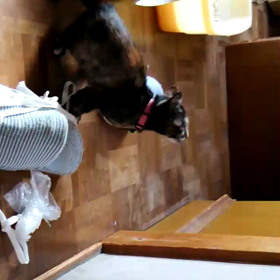 差し上げます！の画像