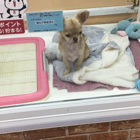 息子個人懇談&いの丸女の子と見つめ合うの画像