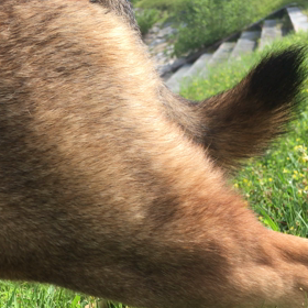 亀さんツーの画像