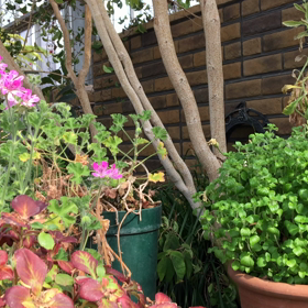 乳癌なってから毎日の習慣にしていることの画像