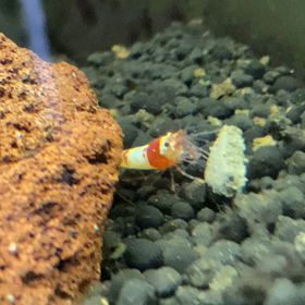 令和2.5.6. その2 エビの画像