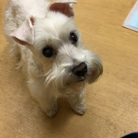 みかんより〜、イチコより〜、リンゴが好っき〜！！（古っ！！）の画像