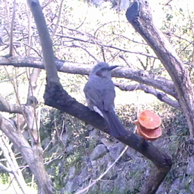 すぎぴたんの事件簿　シーズン２　１１２話の画像