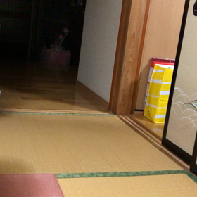 おもしろ、猫動画 2016.12.20 2017.1.7の画像