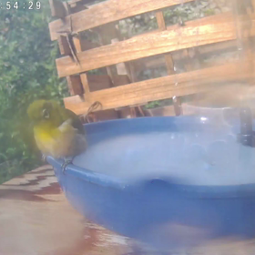 すぎぴたんの事件簿シーズン3　392話（ジャイアンなメジロ！　その３）の画像