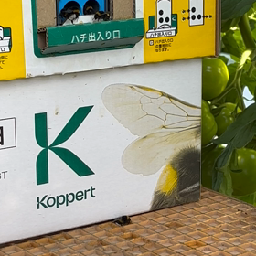 ブンブンブンの画像