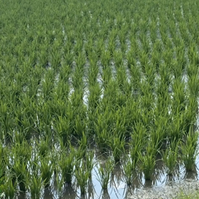 ✌️✌️⤴️楽しくは〜い✌️バラードの画像