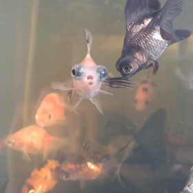 コンディショナー使用例と値上げのお知らせの画像