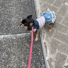 シェリは自由犬の画像