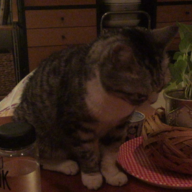 にゃんこの画像