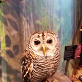 暗黒のお詫びかわいいフクロウ動画の画像