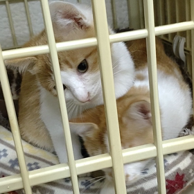 管理所　超人馴れ５きょうだいの画像