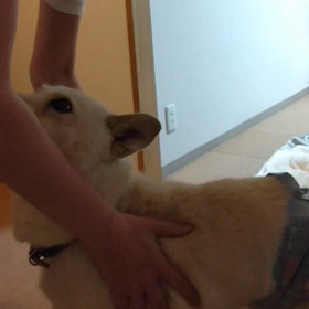 今日のシロくん 2の画像