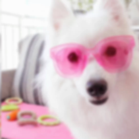 世界のワンちゃんピックアップの画像