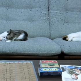 ツンデレラ姫の猫カフェ探訪　　　　ムービー⑼の画像