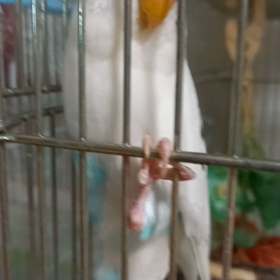 はるにがじがじされるの画像