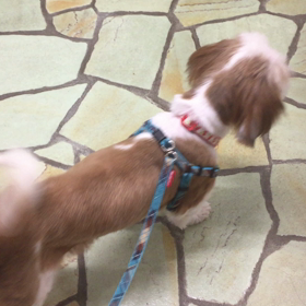 交換日記 れたすの画像