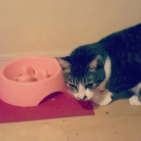 我が家の猫ちゃんvol.57の画像