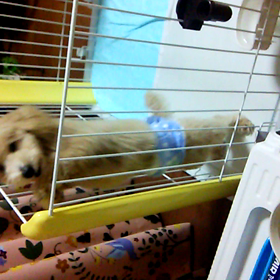 しつけの悪いワンコ？良いワンコ？の画像